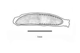   Embryo:   Senecio bipinnatisectus ; Illustration by K. Parker, Kirkbride et al. (2006)
